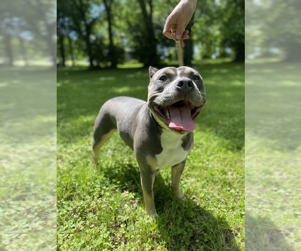 Medium Photo #1 American Bully Puppy For Sale in NASHVILLE, TN, USA