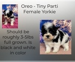Image preview for Ad Listing. Nickname: Oreo