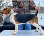 Small Beagle