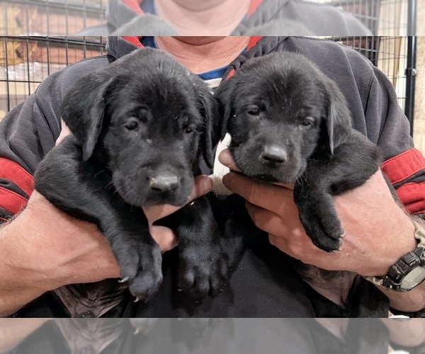 Medium Photo #1 Labrador Retriever Puppy For Sale in MALDEN, IL, USA