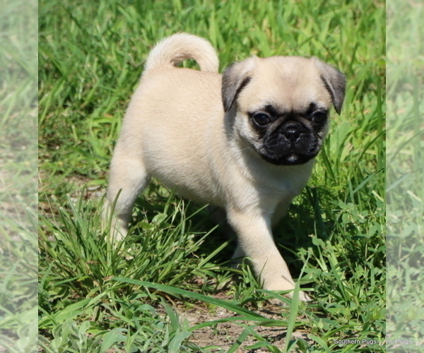 Medium Photo #14 Pug Puppy For Sale in WINNSBORO, TX, USA