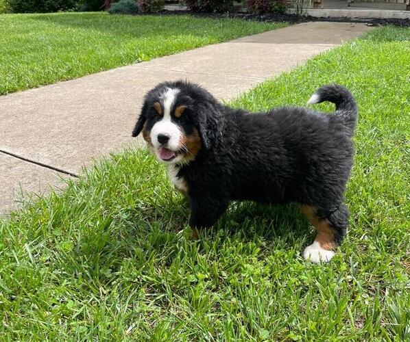 Medium Photo #1 Bernese Mountain Dog Puppy For Sale in NORWOOD, MO, USA