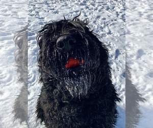 Father of the Black Russian Terrier puppies born on 08/04/2025
