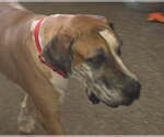 Small Photo #3 Great Dane Puppy For Sale in Palm Beach, FL, USA