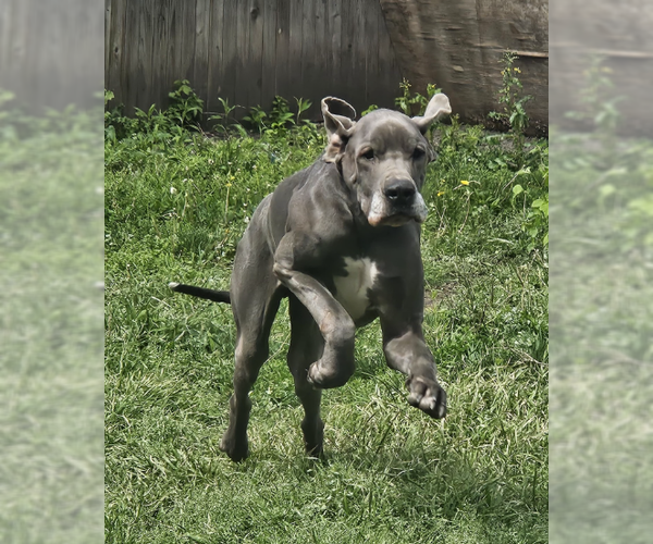 Medium Photo #3 Great Dane Puppy For Sale in McKinney, TX, USA