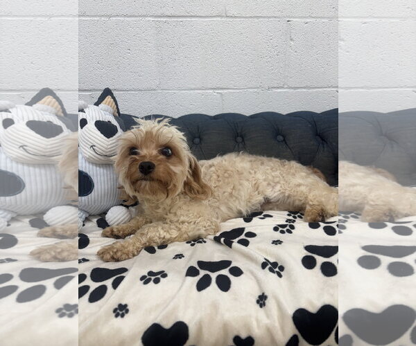 Medium Photo #2 Mutt Puppy For Sale in York, SC, USA