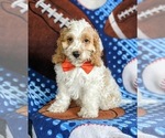 Small Photo #1 Cocker Spaniel-Poodle (Miniature) Mix Puppy For Sale in LEOLA, PA, USA