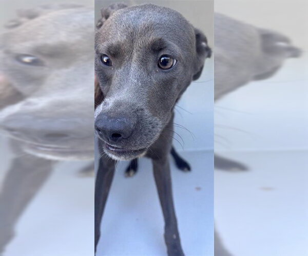Medium Photo #1 Weimaraner Puppy For Sale in Houston, TX, USA