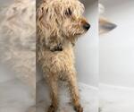 Small Poodle (Standard)