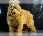 Small Photo #79 Maltipoo Puppy For Sale in WARSAW, IN, USA