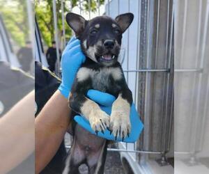 Labrador Retriever-Unknown Mix Dogs for adoption in San Antonio, TX, USA
