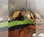PUGGIE - Male Pug-Unknown Mix Dog for Adoption - Small photo