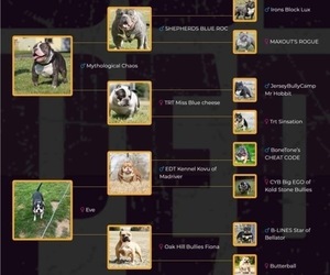 American Bully Dog for Adoption in BLOSSBURG, Pennsylvania USA