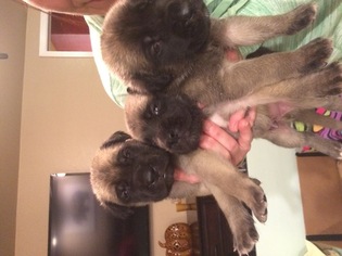 Mastiff Puppy for sale in CENTRAL POINT, OR, USA