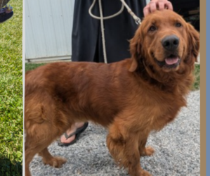Father of the Golden Retriever puppies born on 12/25/2024