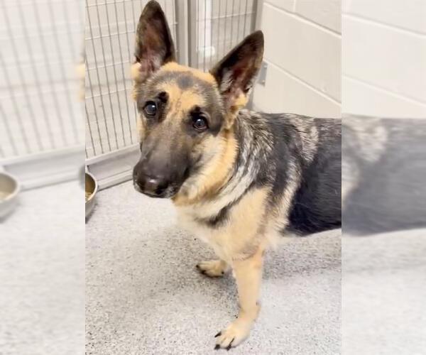 Medium Photo #3 German Shepherd Dog Puppy For Sale in Houston, TX, USA
