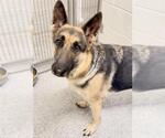 Small #2 German Shepherd Dog