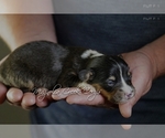 Small Photo #12 Pembroke Welsh Corgi Puppy For Sale in CRESTVIEW, FL, USA