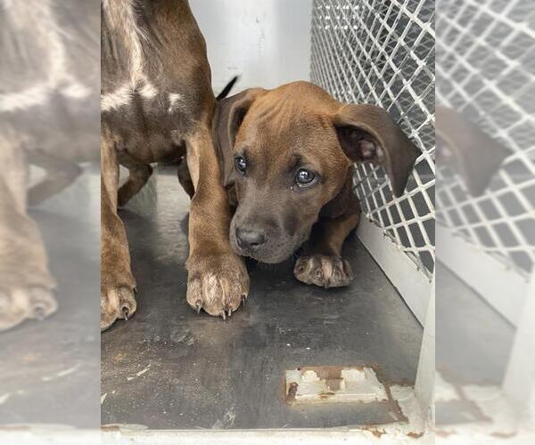 Medium Photo #1 Boxer Puppy For Sale in Bakersfield, CA, USA