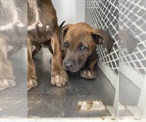 Boxer Dogs for adoption in Bakersfield, CA, USA