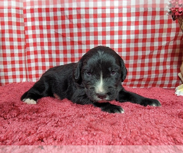 Medium Photo #1 Golden Mountain Dog Puppy For Sale in BLACK FOREST, CO, USA