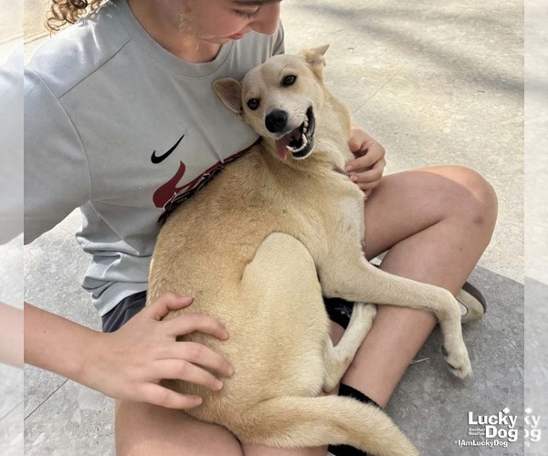 Medium Photo #6 Labrador Retriever-Unknown Mix Puppy For Sale in Washington, DC, USA
