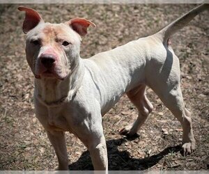 American Pit Bull Terrier Dogs for adoption in St. Cloud, FL, USA