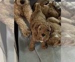 Small #6 Goldendoodle (Miniature)