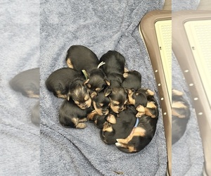 Yorkshire Terrier Puppy for sale in MESA, AZ, USA