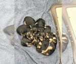 7 Dwarfs - Female Yorkshire Terrier Puppy for Sale - Small photo
