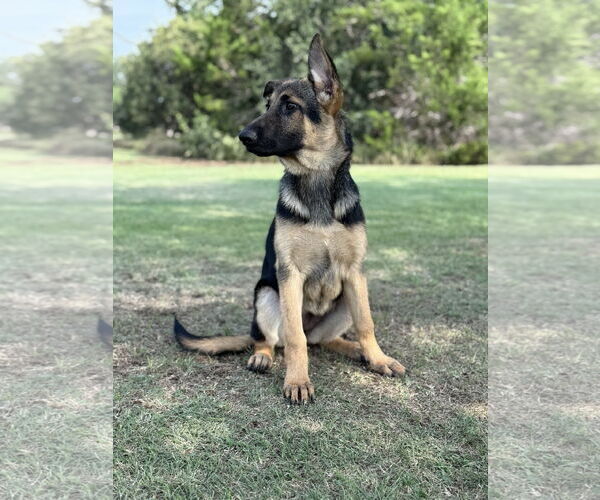 Medium Photo #4 German Shepherd Dog Puppy For Sale in PIPE CREEK, TX, USA