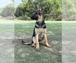 Small #3 German Shepherd Dog