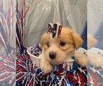 Puppy Fern Morkie