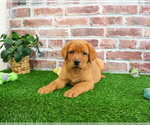 Small Labrador Retriever