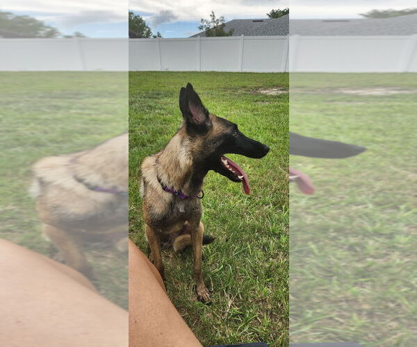 Medium Photo #4 Mutt Puppy For Sale in Imlay City, MI, USA