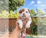Small Photo #15 Olde English Bulldogge Puppy For Sale in FORT WORTH, TX, USA