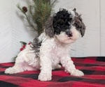 Small #5 Cockapoo (Miniature)