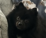 Small Photo #1 Pominese Puppy For Sale in SAINT AUGUSTINE, FL, USA