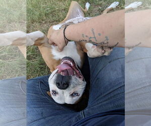 Violet Beauregarde Lonestar - Female Boxer-Unknown Mix Dog for Adoption - Photo #18