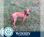 Small #2 Labrador Retriever Mix