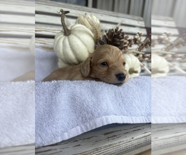 Medium Photo #1 Dachshund Puppy For Sale in MARSHFIELD, MO, USA