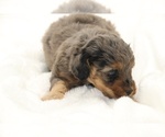 Small #5 Cockapoo