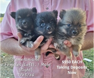 Pomeranian Puppy for Sale in TOPEKA, Indiana USA