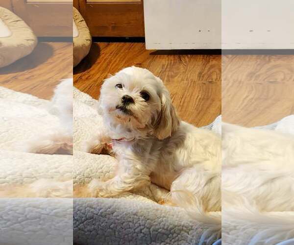 Medium Photo #4 Mal-Shi Puppy For Sale in Spring Lake, NC, USA