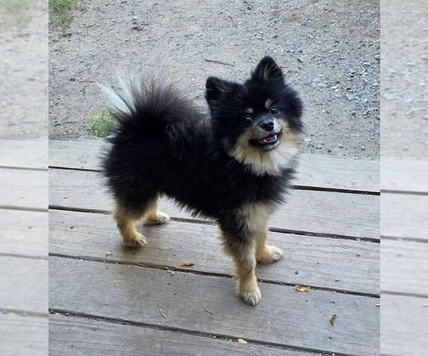 Medium Photo #1 Pomeranian Puppy For Sale in Chester, NJ, USA