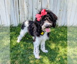 Small #7 Poodle (Standard) Mix