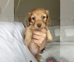 Small #7 Dachshund