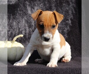 Jack Russell Terrier Puppy for sale in LEBANON, PA, USA