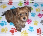 Small Photo #6 Havashire Puppy For Sale in ORO VALLEY, AZ, USA