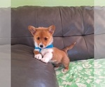 Puppy Linus on hold Pembroke Welsh Corgi
